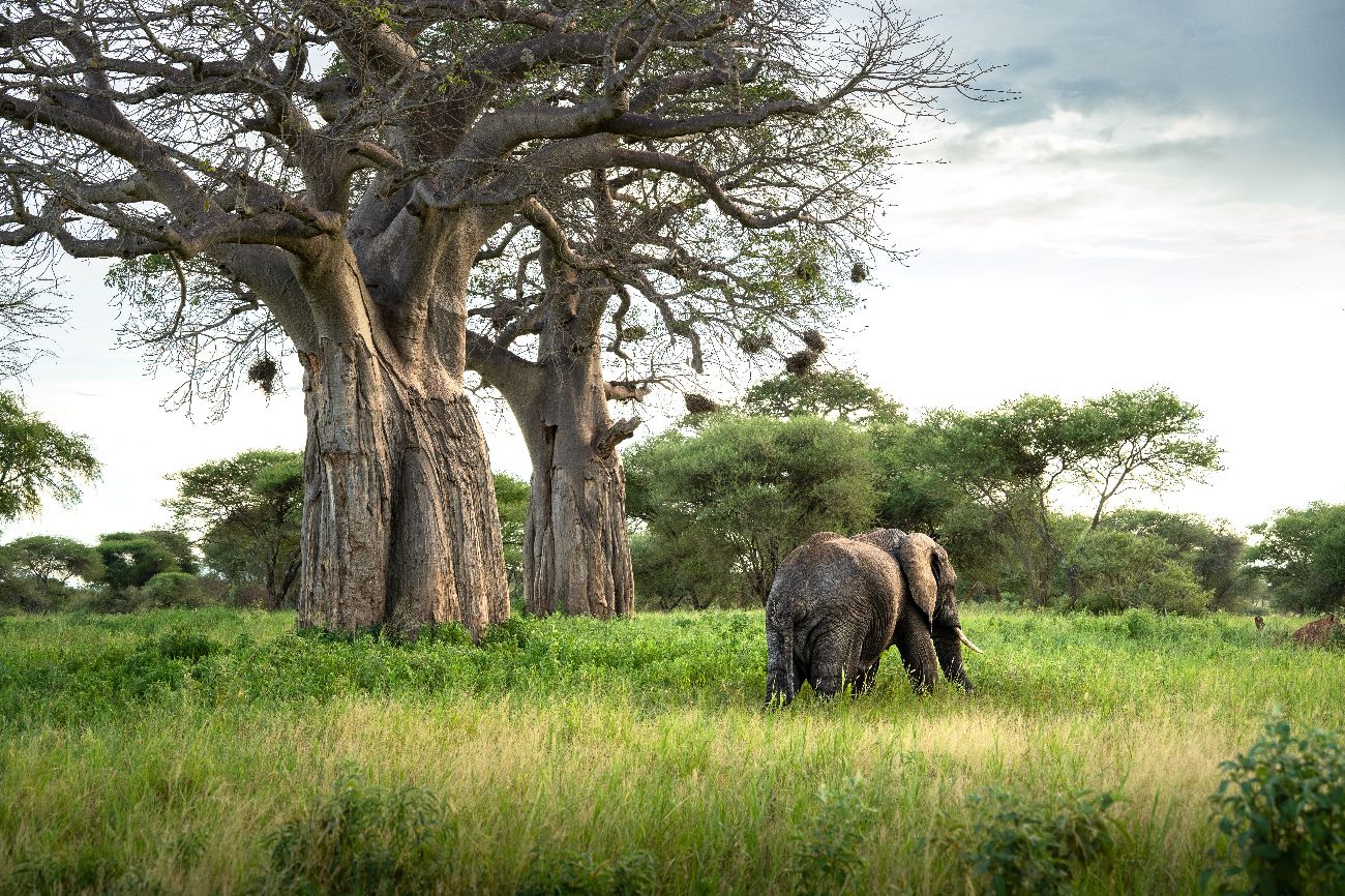 4 Days Best Deals Safari
